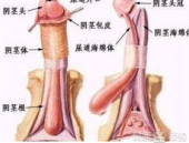 什么样的是包皮,生理与病理的双重视角